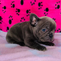 Cuccioli di bulldog francese
