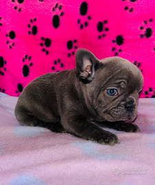 Cuccioli di bulldog francese