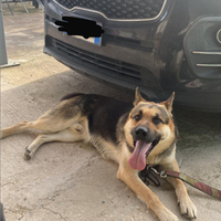 Cane incrocio di pastore tedesco