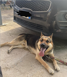 Cane incrocio di pastore tedesco