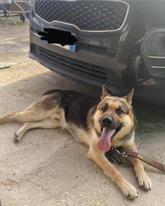 Cane incrocio di pastore tedesco