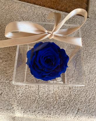 Rosa Stabilizzata in cubo plexiglas