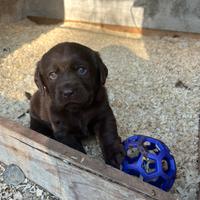 Cuccioli Labrador Retriever cioccolato