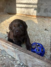 Cuccioli Labrador Retriever cioccolato