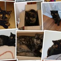 Femmina di Exotic Shortair