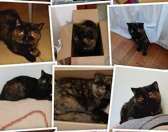 Femmina di Exotic Shortair