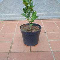 PIANTA ARANCIO DOLCE CITRUS SINENSIS h 20 cm