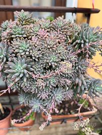 Pianta grassa graptosedum