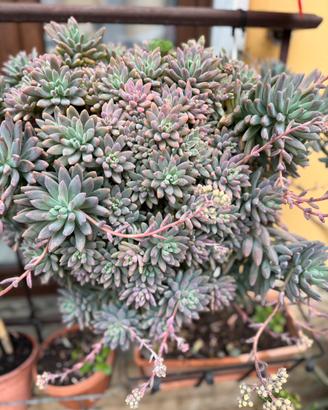 Pianta grassa graptosedum