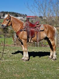 Castrone Haflinger