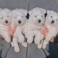 WEST HIGHLAND WHITE TERRIER pedigree