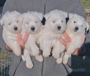WEST HIGHLAND WHITE TERRIER pedigree