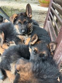 Cuccioli di pastore tedesco