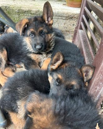 Cuccioli di pastore tedesco