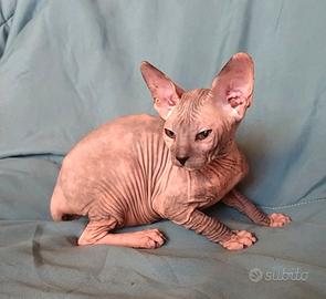 Sphynx
