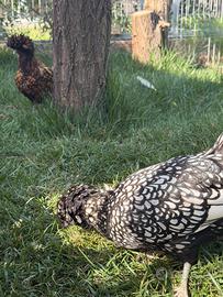 Galline ciuffate