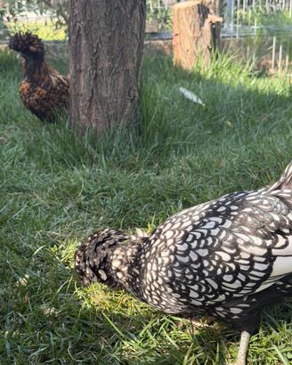 Galline ciuffate