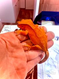 Geco ciliatus