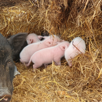 Maialini Vietnamiti nani