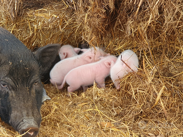 Maialini Vietnamiti nani