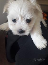 Cucciolotto maltese mini toy Maschio