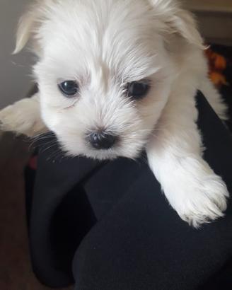 Cucciolotto maltese mini toy Maschio