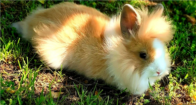 Conigli nani Ariete e Testa Leone