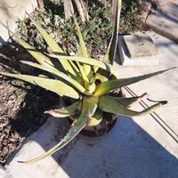 4 aloe con vaso terracotta