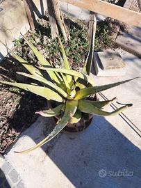 4 aloe con vaso terracotta