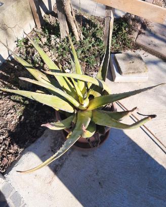 4 aloe con vaso terracotta
