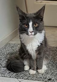 cucciola maine coon