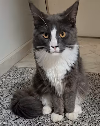 cucciola maine coon