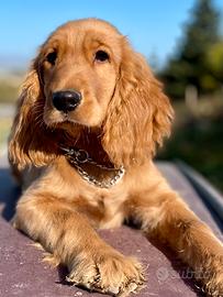 Cocker spaniel inglese