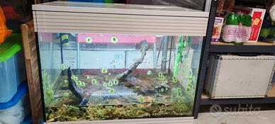 acquario askoll pure