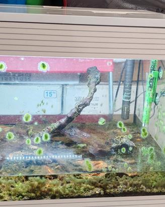 acquario askoll pure