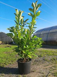 lauro ceraso vaso 24 