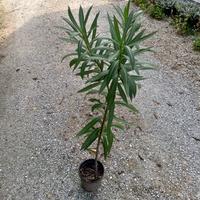 Pianta di oleandro