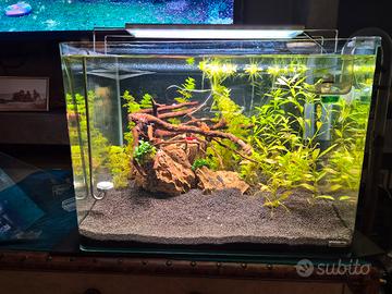 Acquario 70 Lt con Biomaster 250 T