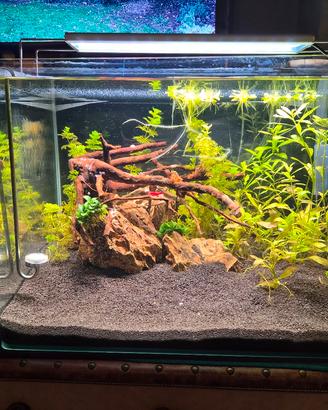Acquario 70 Lt con Biomaster 250 T