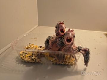 Cacatua roseicapilla da imbecco