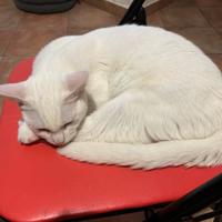 Gatto d'angora turco maschio