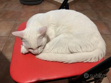 Gatto d'angora turco maschio