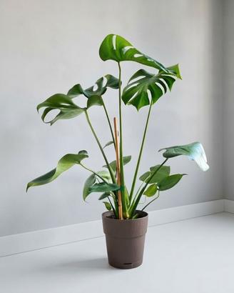 🌿 Pianta Monstera Deliciosa SPETTAC0LARE 💚