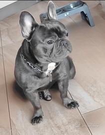 bulldog francese esotico per monta