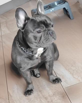 bulldog francese esotico per monta