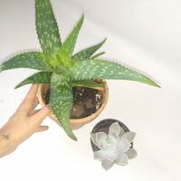2 piante : pianta di aloe e pianta grassa 