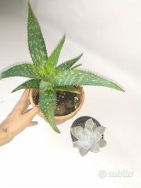 2 piante : pianta di aloe e pianta grassa 