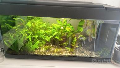 acquario 