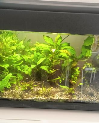 acquario 