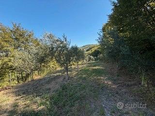 terreno agricolo